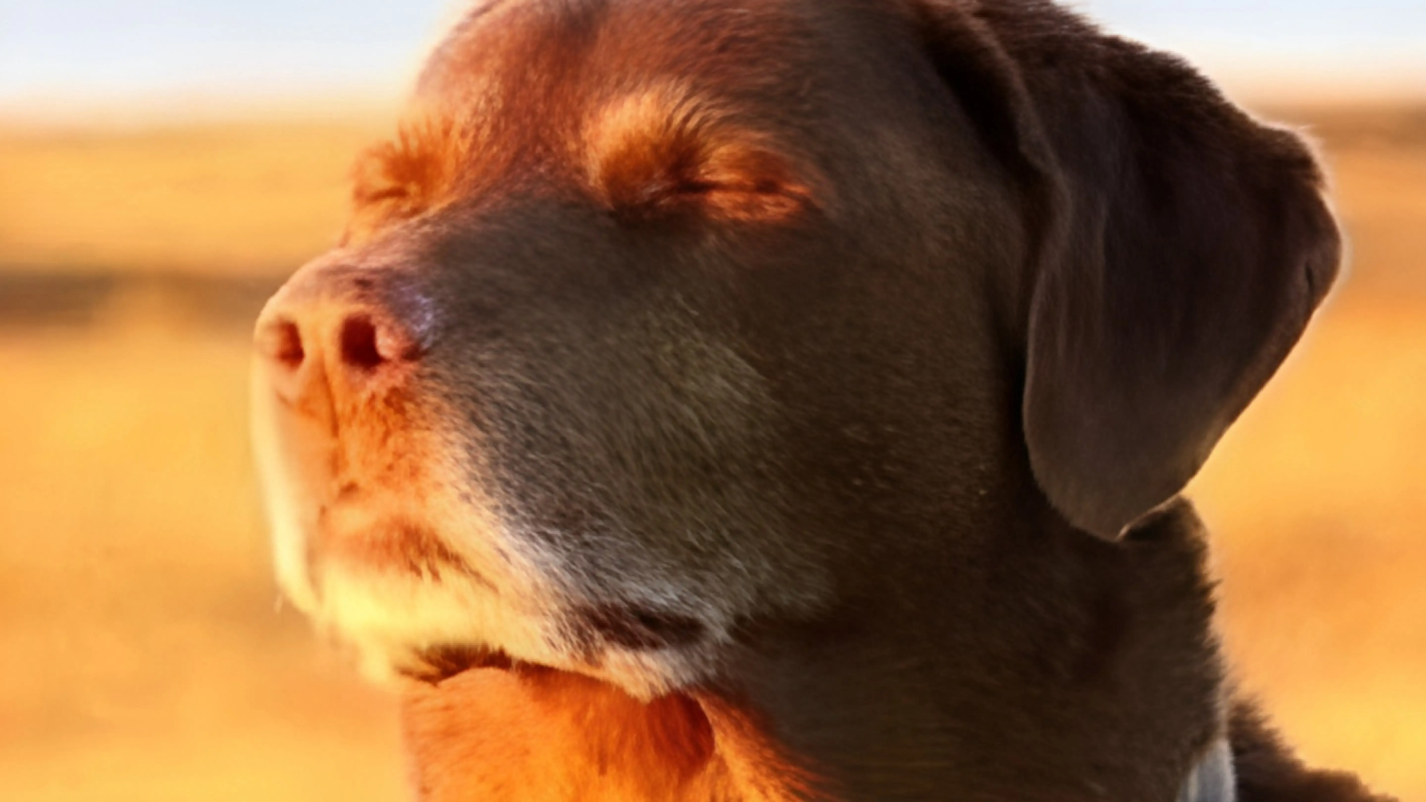 From Viral Fads to Lasting Loyalty: The New Rules for Pet Brands